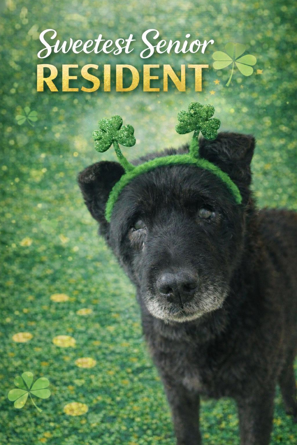 Harbor, a ADOPTABLE mixed breed in Belleville, MI image 1/3