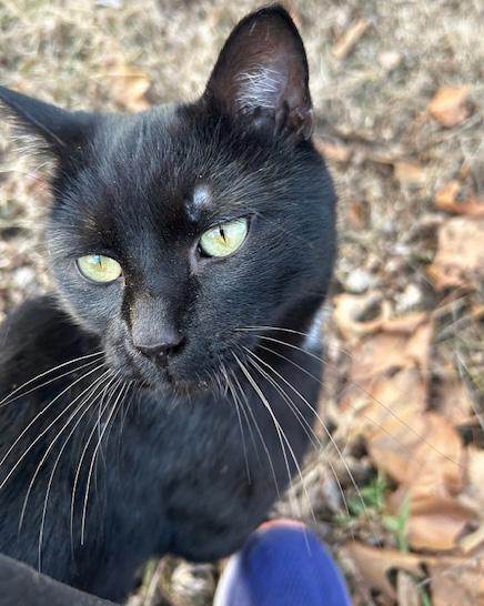 Enlarge Charlie *Courtesy Post, a ADOPTABLE Domestic Short Hair in Manhattan, KS image 1/5