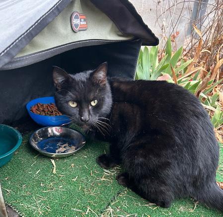 Enlarge Charlie *Courtesy Post, a ADOPTABLE Domestic Short Hair in Manhattan, KS image 3/5