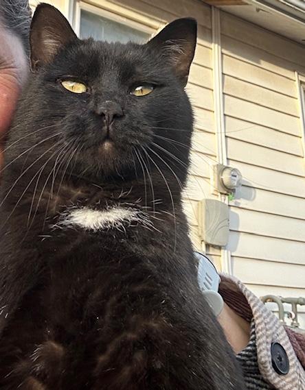 Enlarge Charlie *Courtesy Post, a ADOPTABLE Domestic Short Hair in Manhattan, KS image 2/5