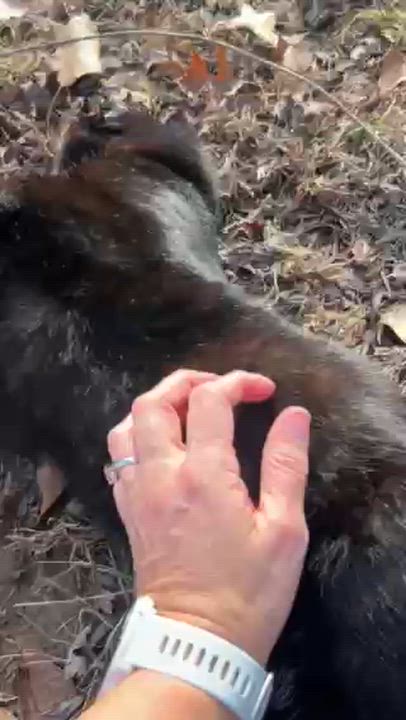 Enlarge Charlie *Courtesy Post, a ADOPTABLE Domestic Short Hair in Manhattan, KS video 4/5