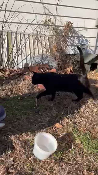 Enlarge Charlie *Courtesy Post, a ADOPTABLE Domestic Short Hair in Manhattan, KS video 5/5