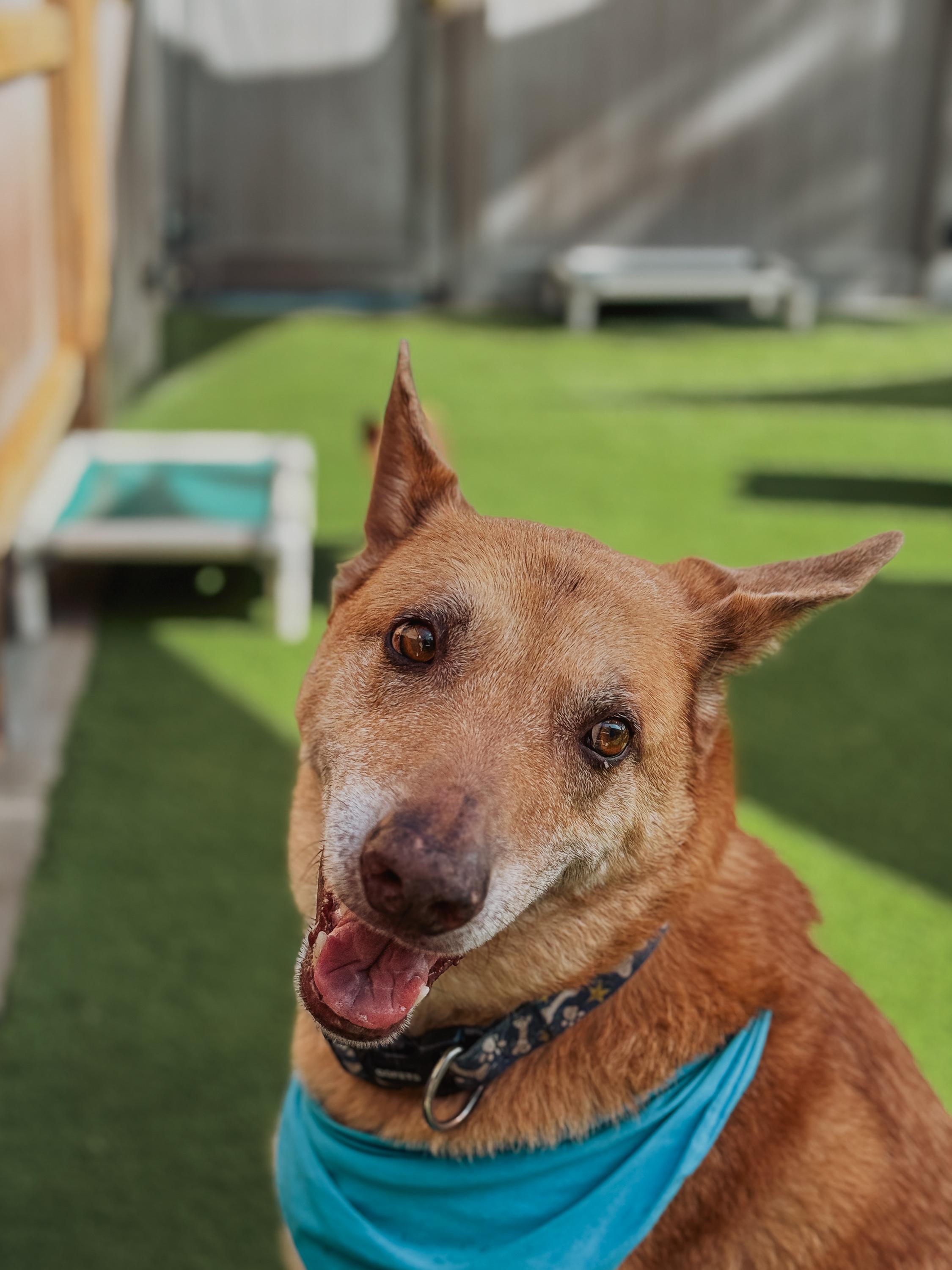 Enlarge Shiloh, an adopted mixed breed in Laguna Beach, CA image 3/4