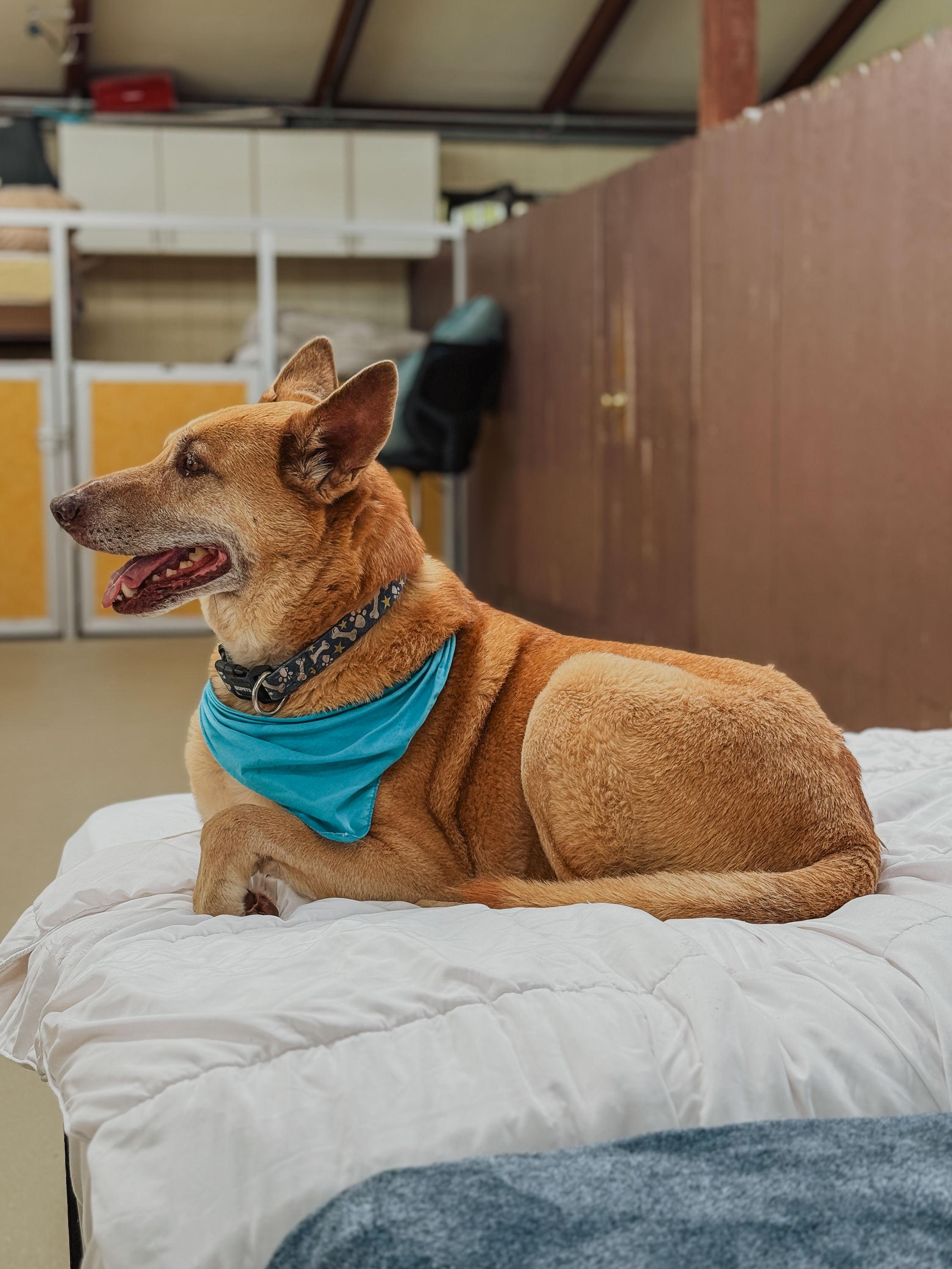 Enlarge Shiloh, an adopted mixed breed in Laguna Beach, CA image 4/4