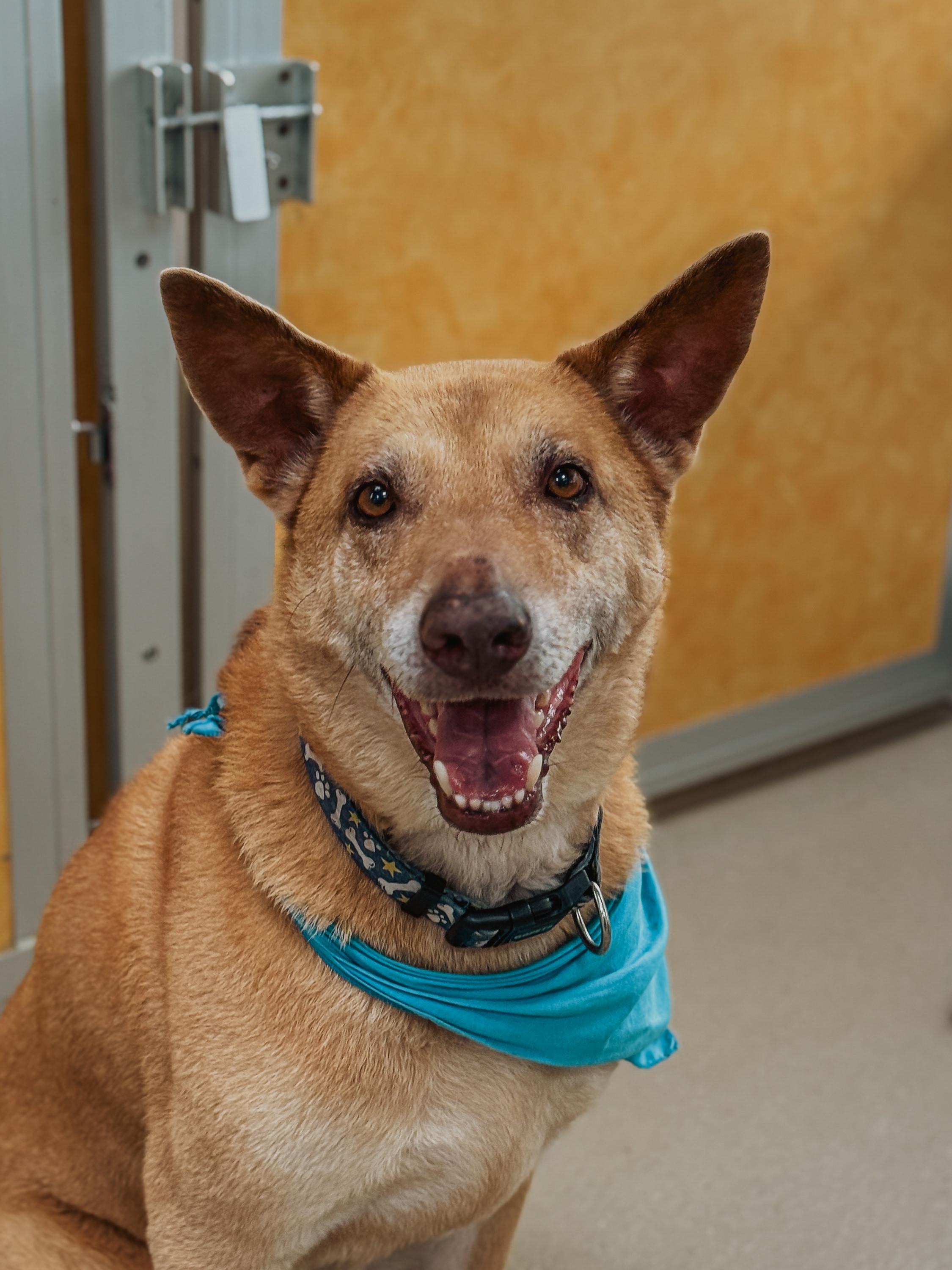 Enlarge Shiloh, an adopted mixed breed in Laguna Beach, CA image 1/4