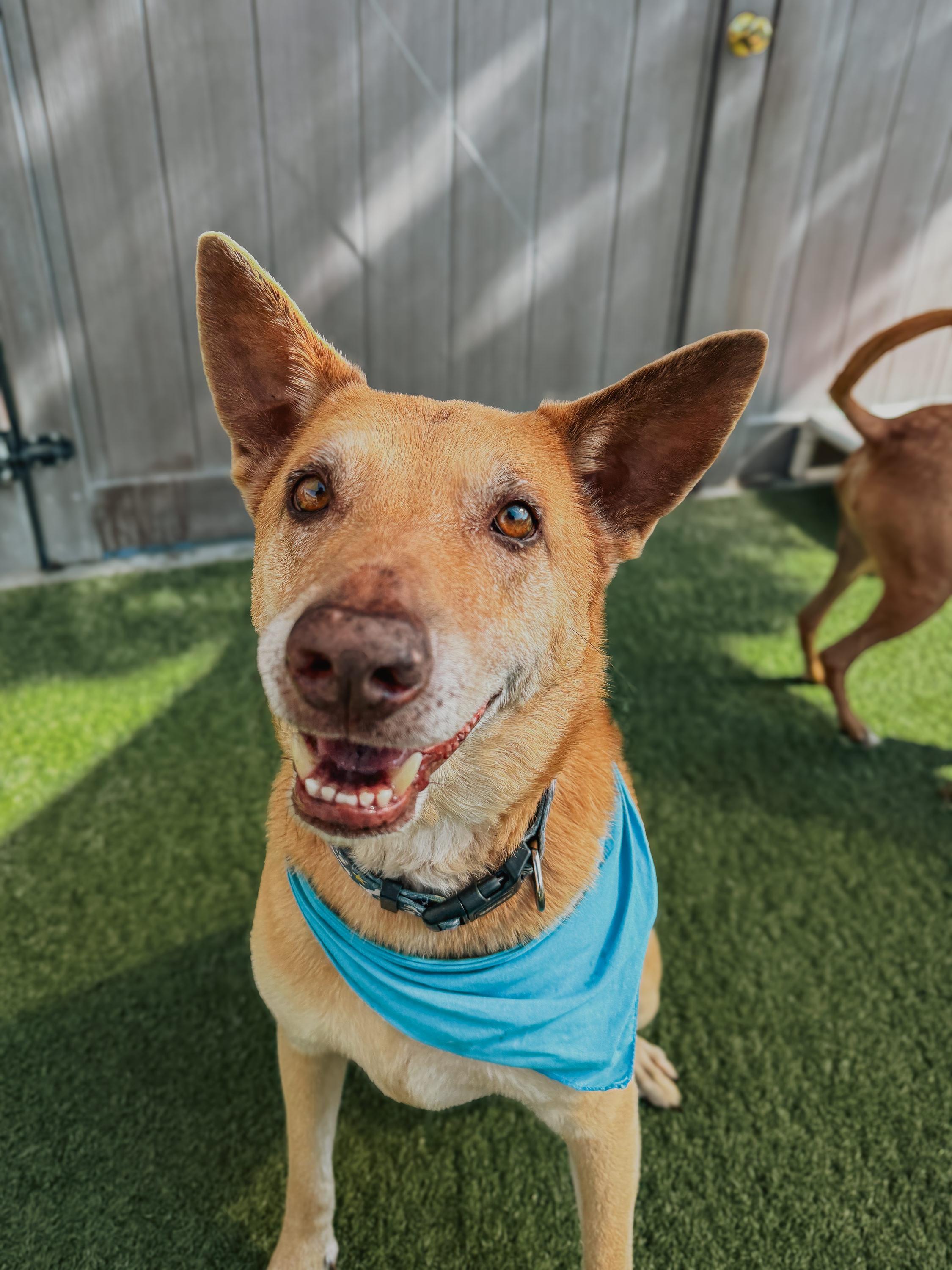 Enlarge Shiloh, an adopted mixed breed in Laguna Beach, CA image 2/4