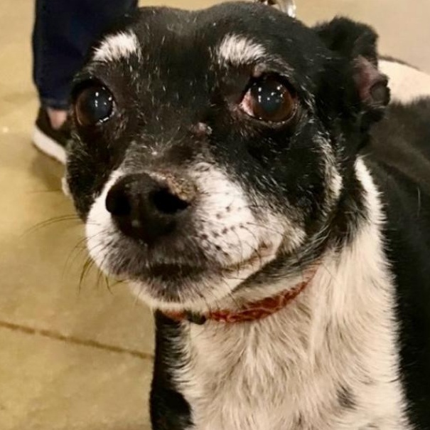 Panda - Sweet Senior, Adoptable, Senior Male Rat Terrier.