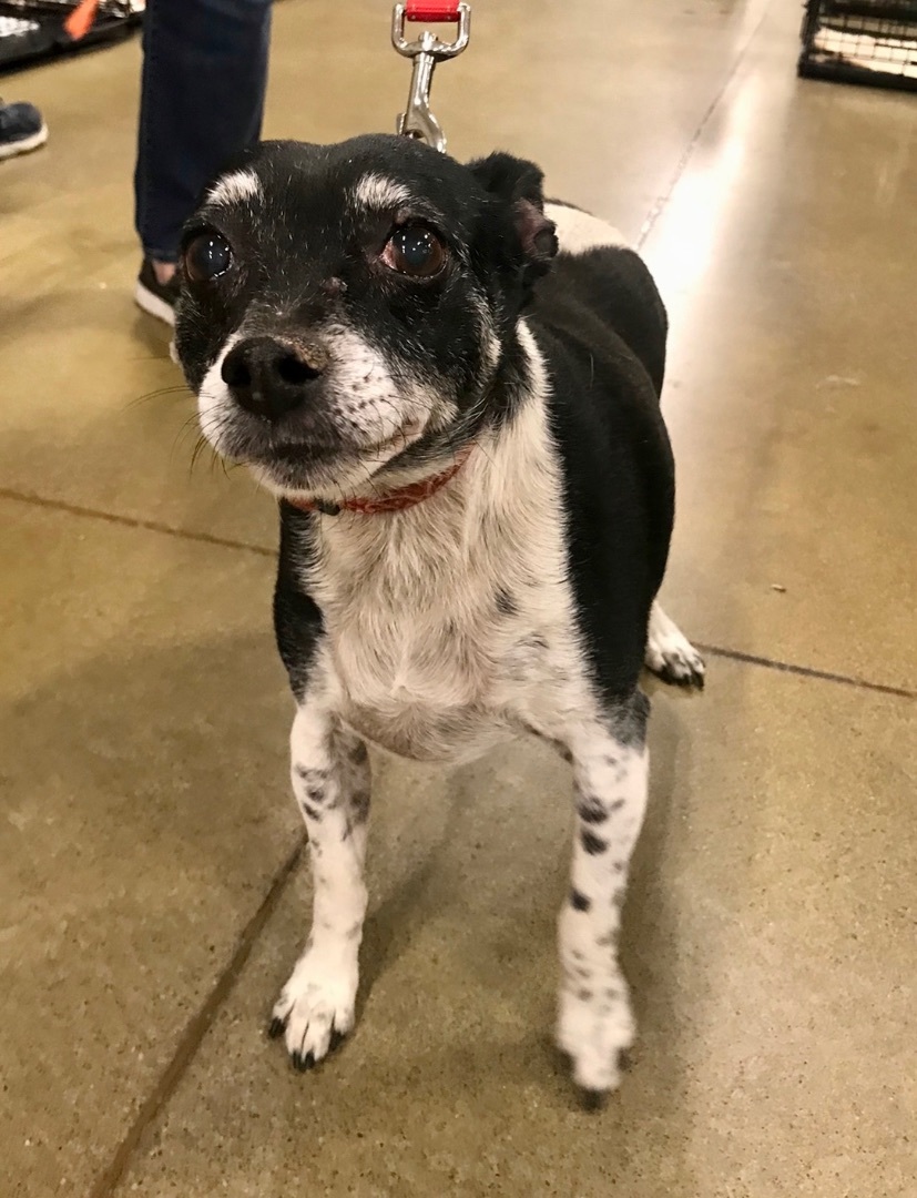 Enlarge Panda - Sweet Senior, a Adoptable Rat Terrier in Tulsa, OK image 4/4