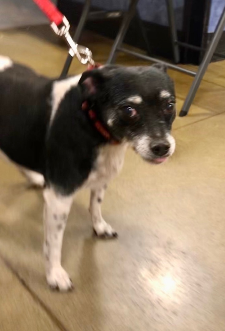 Enlarge Panda - Sweet Senior, a Adoptable Rat Terrier in Tulsa, OK image 3/4
