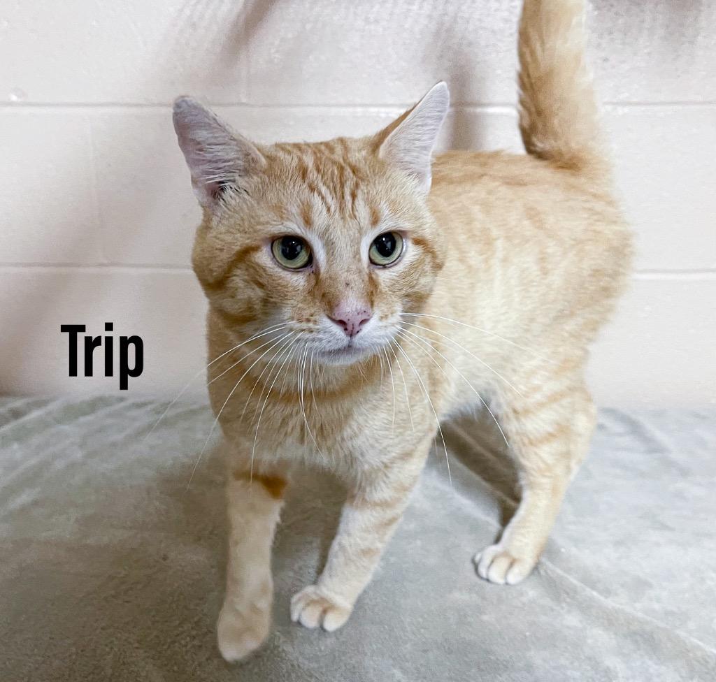 Trip, Adoptable, Young Male Domestic Short Hair.