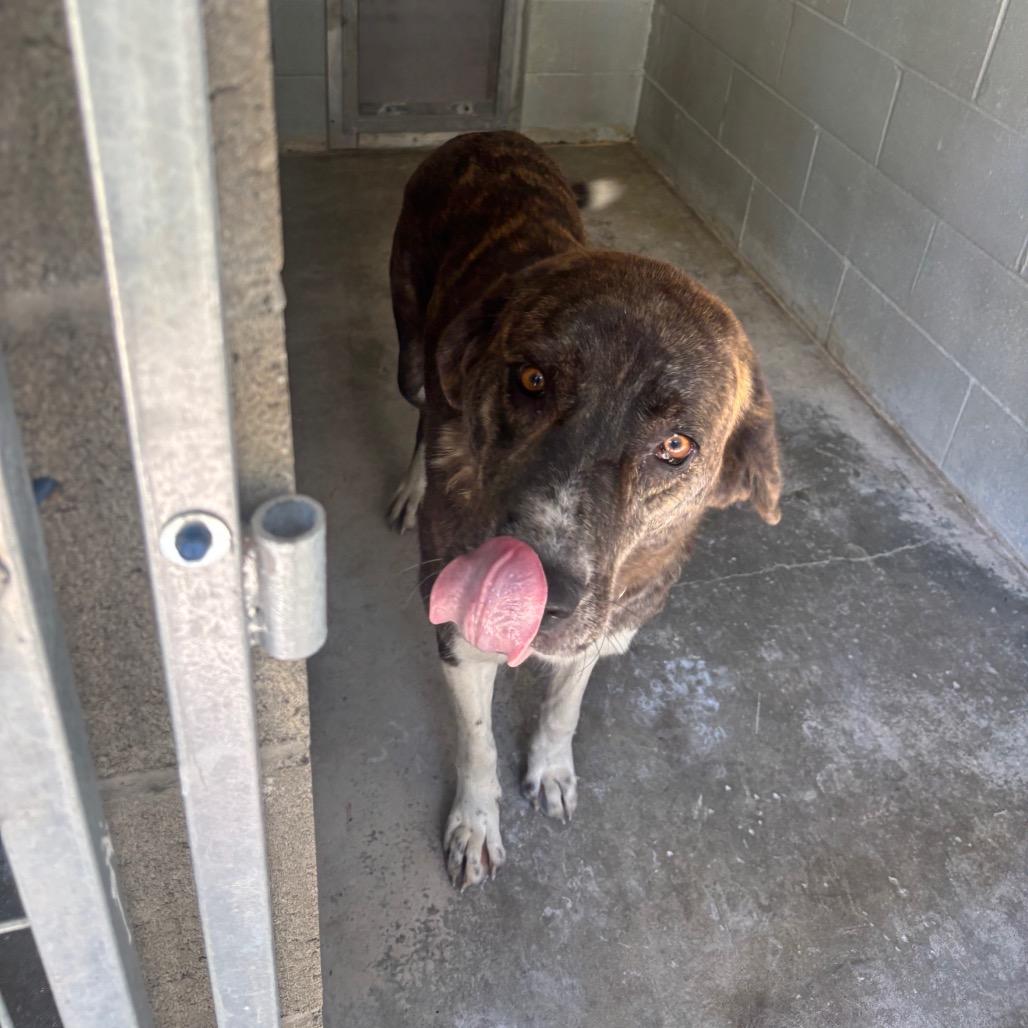 Gemma, Adoptable, Adult Female Anatolian Shepherd.