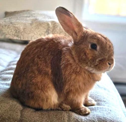 Patrice, ADOPTABLE, Baby Male Bunny Rabbit.