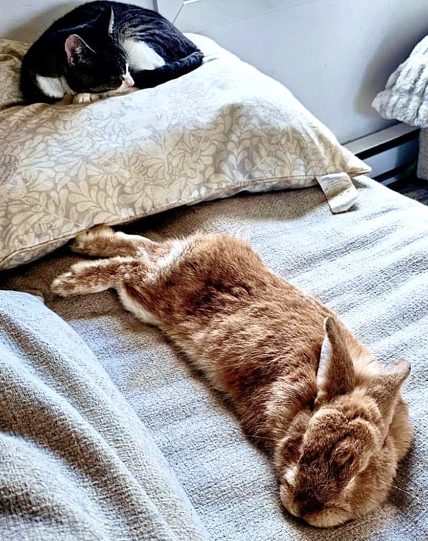 Enlarge Patrice, a ADOPTABLE Bunny Rabbit in Chertsey, QC image 2/6