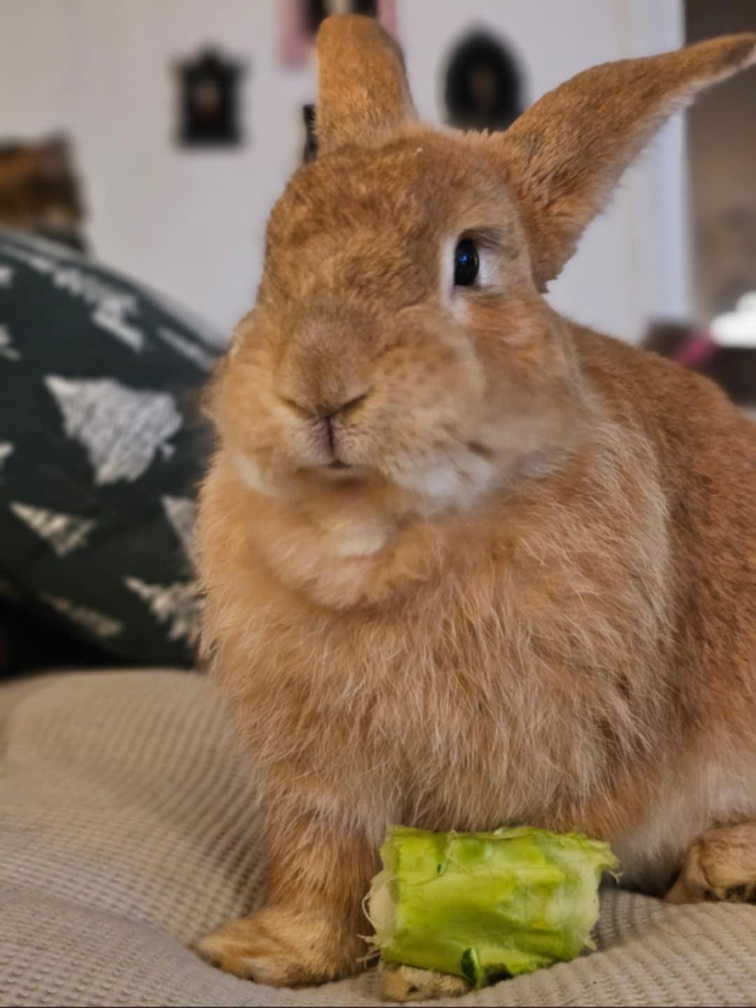 Enlarge Patrice, a ADOPTABLE Bunny Rabbit in Chertsey, QC image 3/6