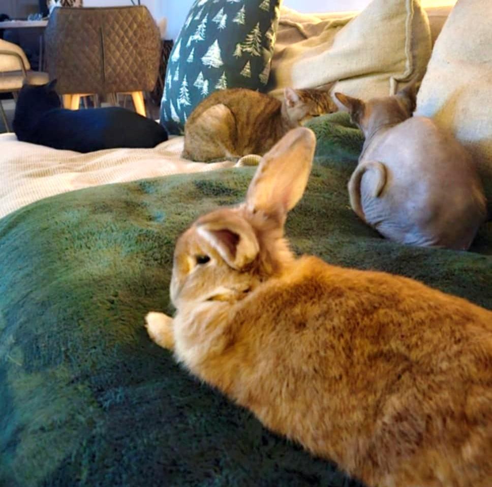 Enlarge Patrice, a ADOPTABLE Bunny Rabbit in Chertsey, QC image 4/6