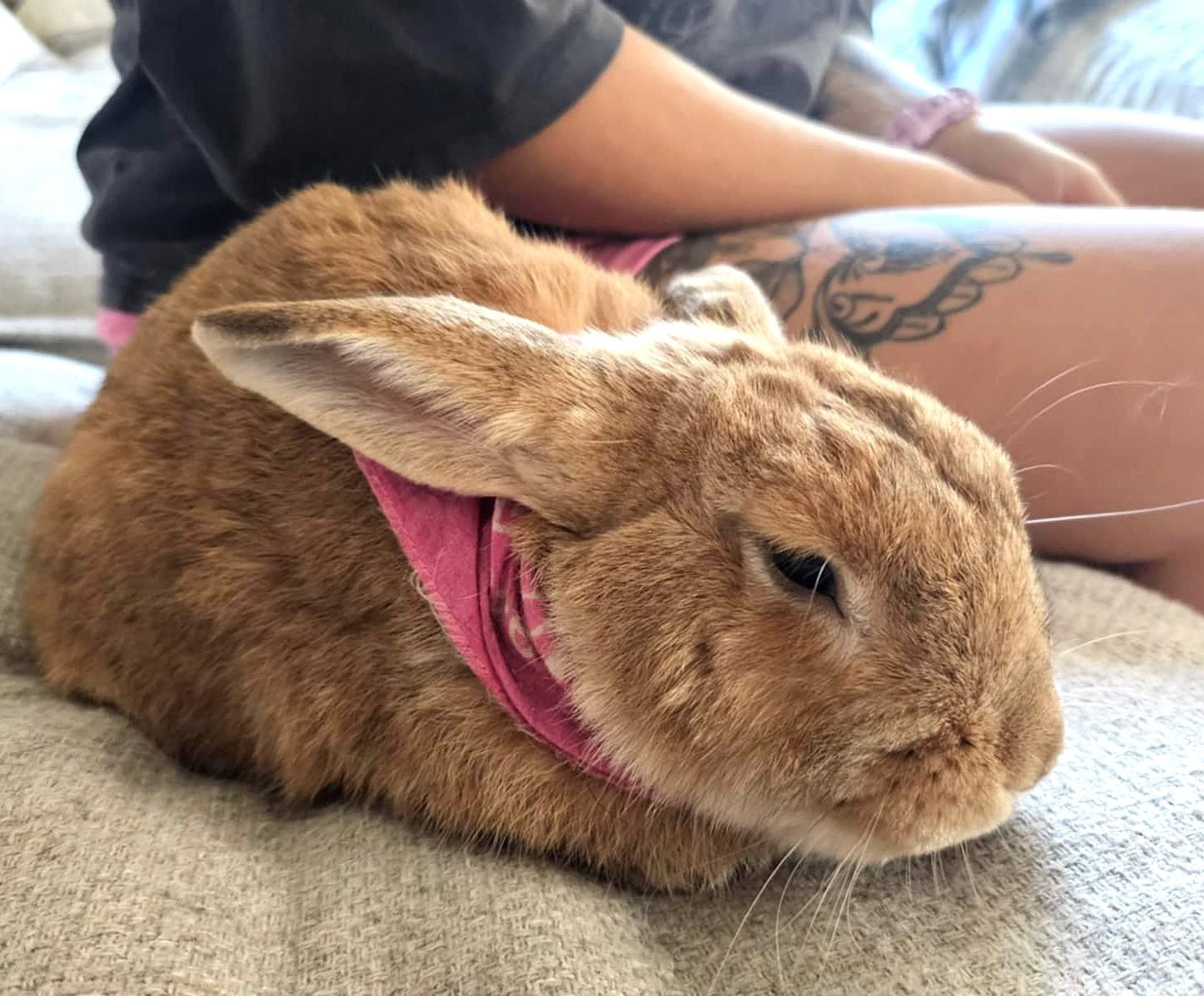 Enlarge Patrice, a ADOPTABLE Bunny Rabbit in Chertsey, QC image 5/6