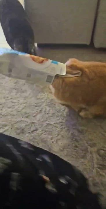 Enlarge Patrice, a ADOPTABLE Bunny Rabbit in Chertsey, QC video 6/6