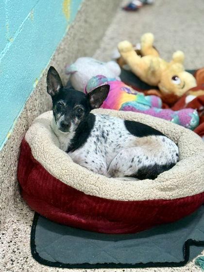 Enlarge Lilly Bell, a Adoptable mixed breed in Gulfport, MS image 1/3