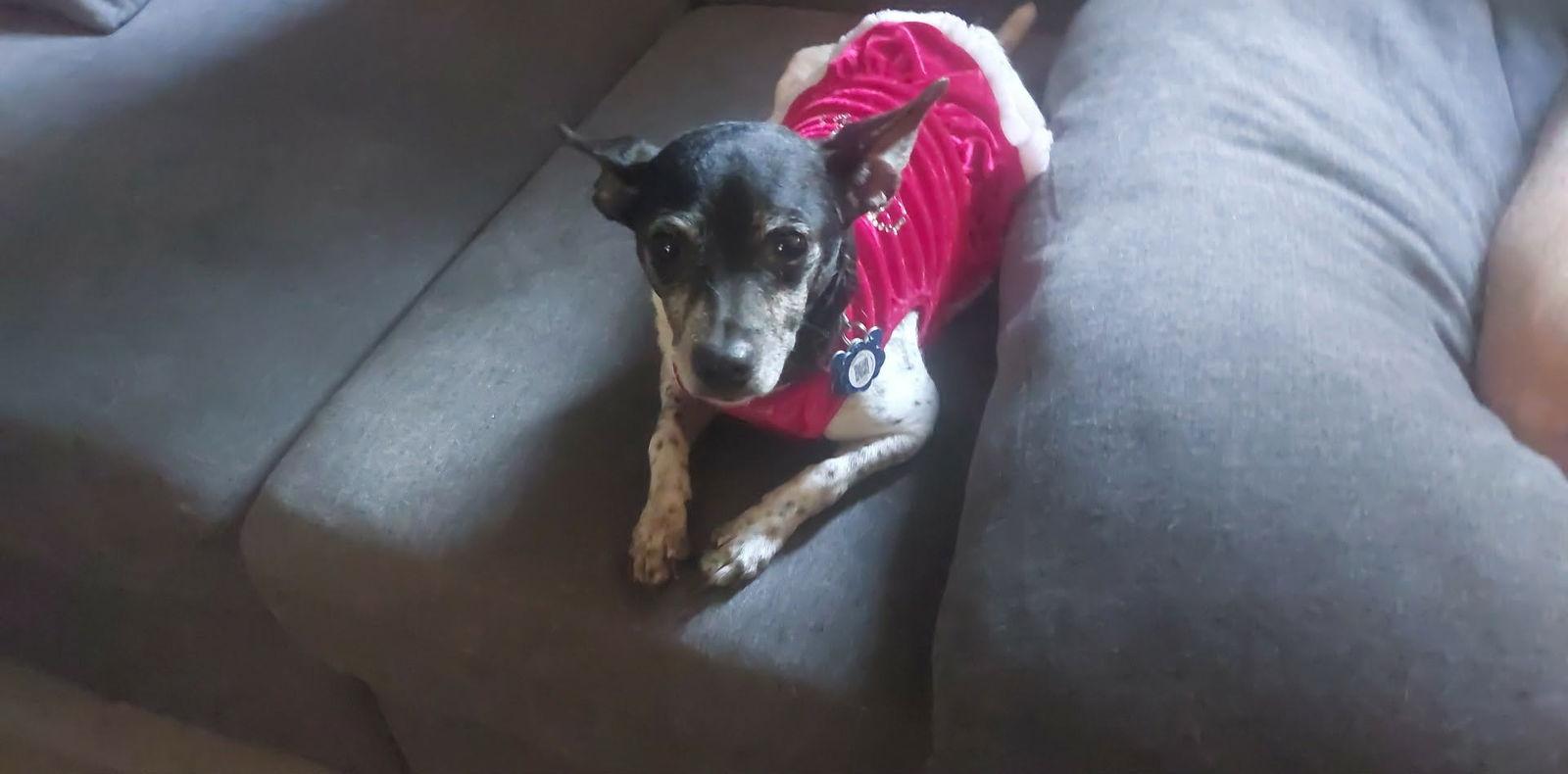 Enlarge Lilly Bell, a Adoptable mixed breed in Gulfport, MS image 2/3