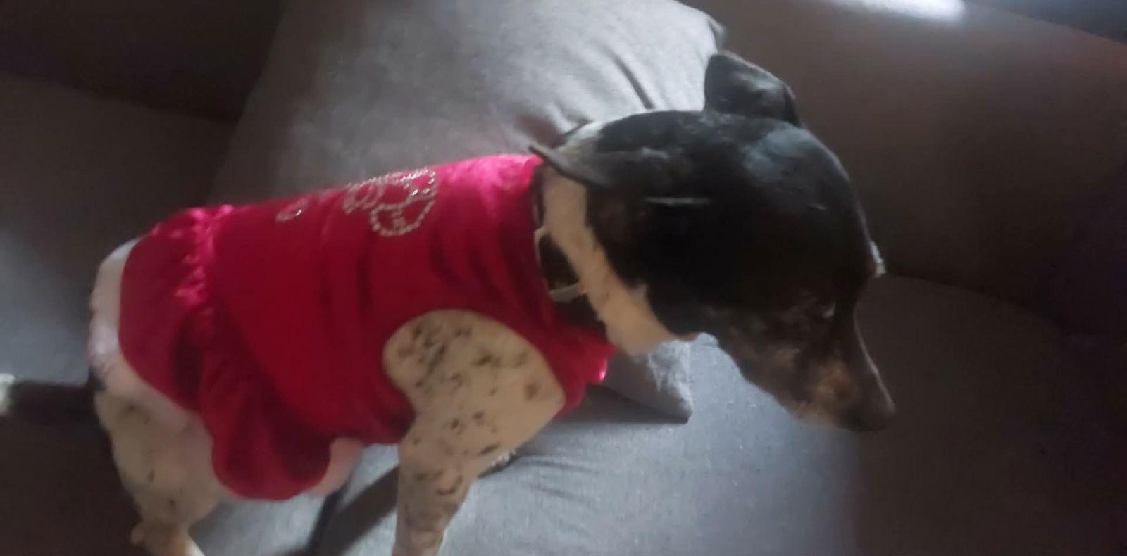 Enlarge Lilly Bell, a Adoptable mixed breed in Gulfport, MS image 3/3