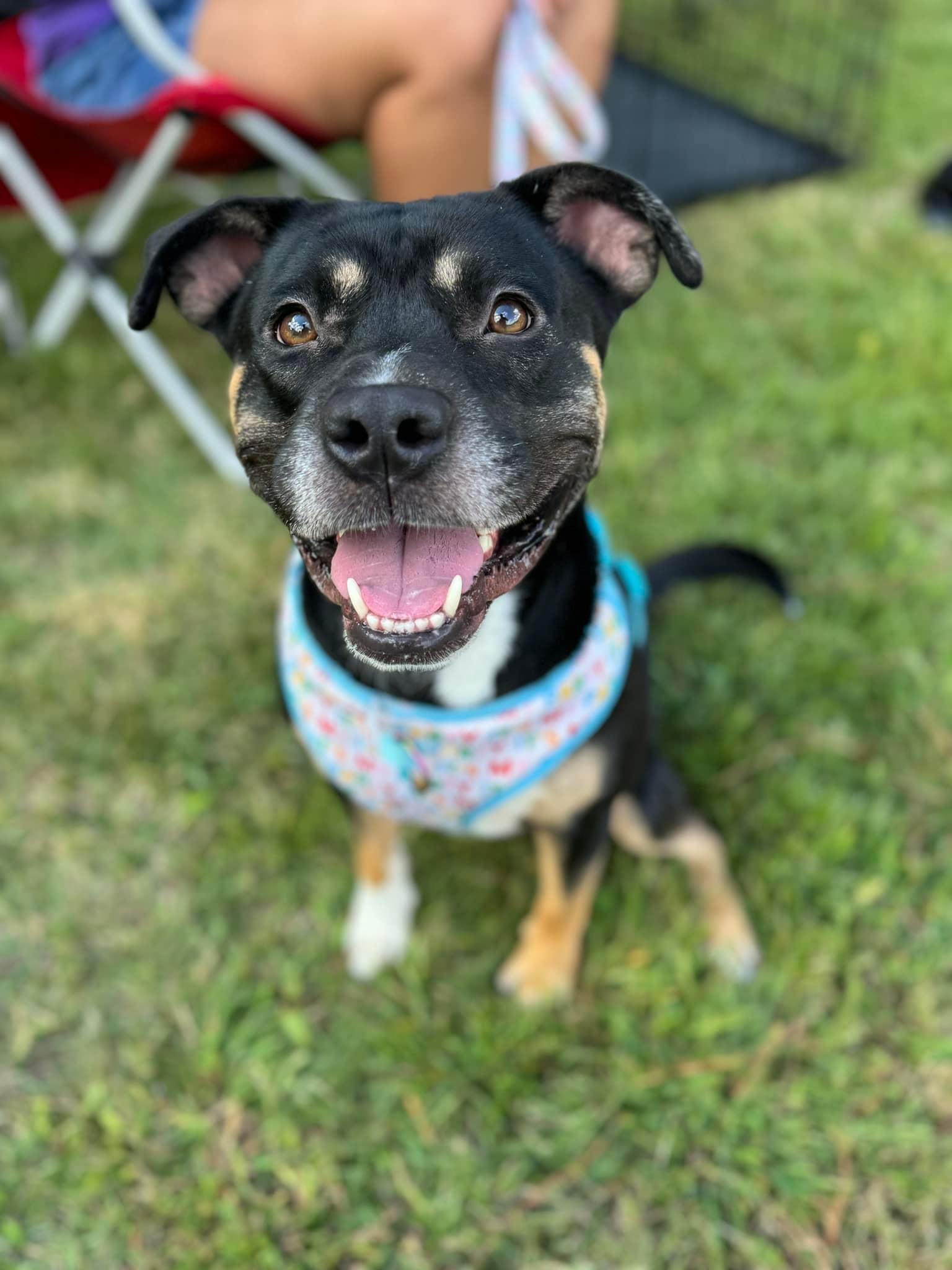 Domino, a Adoptable mixed breed in Winder, GA image 1/2