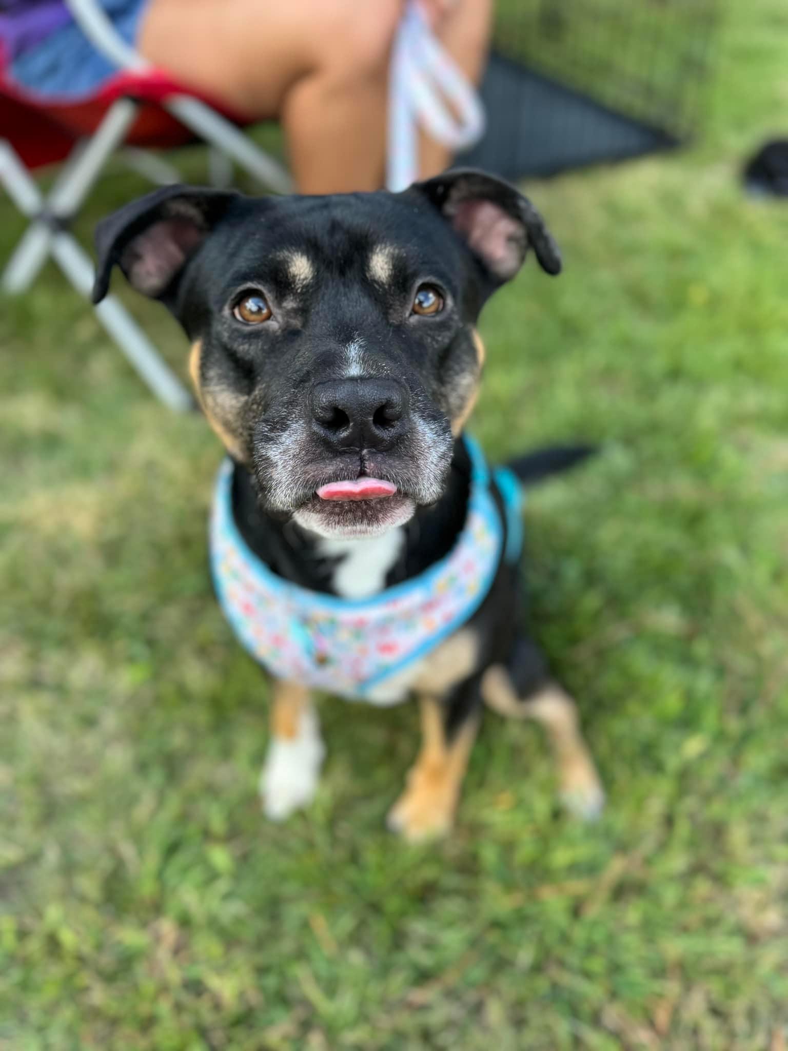 Domino, a Adoptable mixed breed in Winder, GA image 2/2