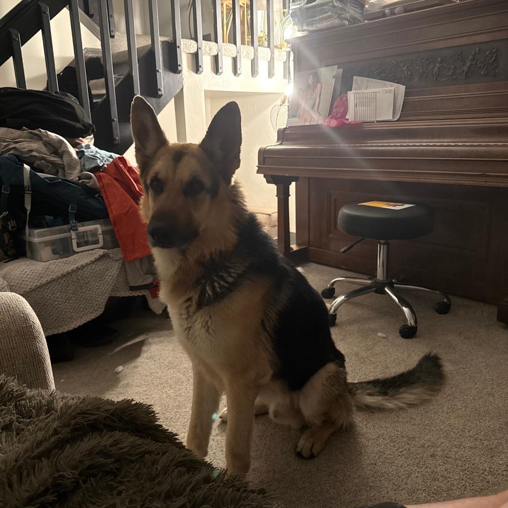 Enlarge Floyd, a Adoptable German Shepherd Dog in Colorado Springs, CO image 1/4