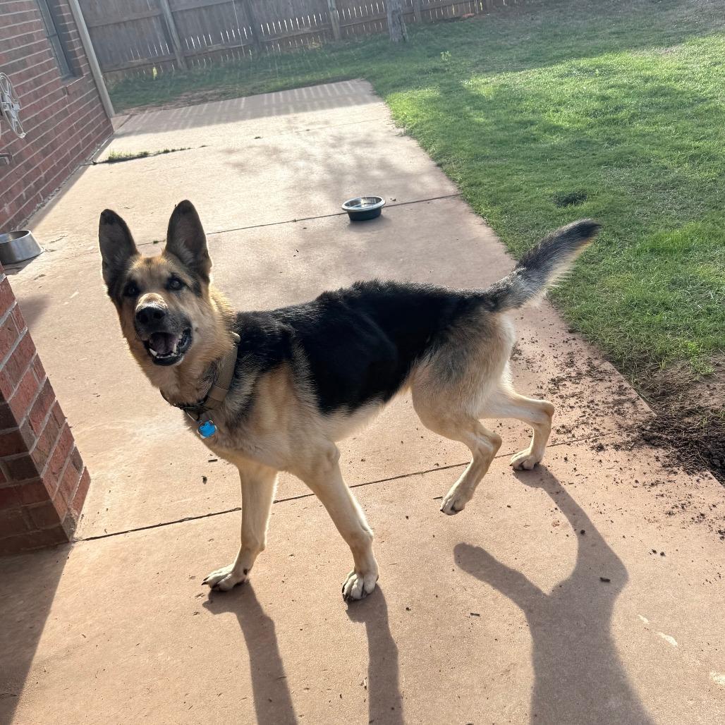 Enlarge Floyd, a Adoptable German Shepherd Dog in Colorado Springs, CO image 2/4