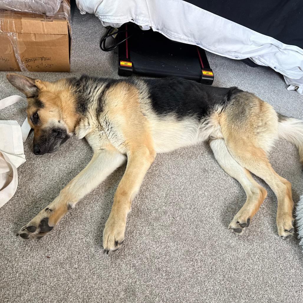 Enlarge Floyd, a Adoptable German Shepherd Dog in Colorado Springs, CO image 3/4