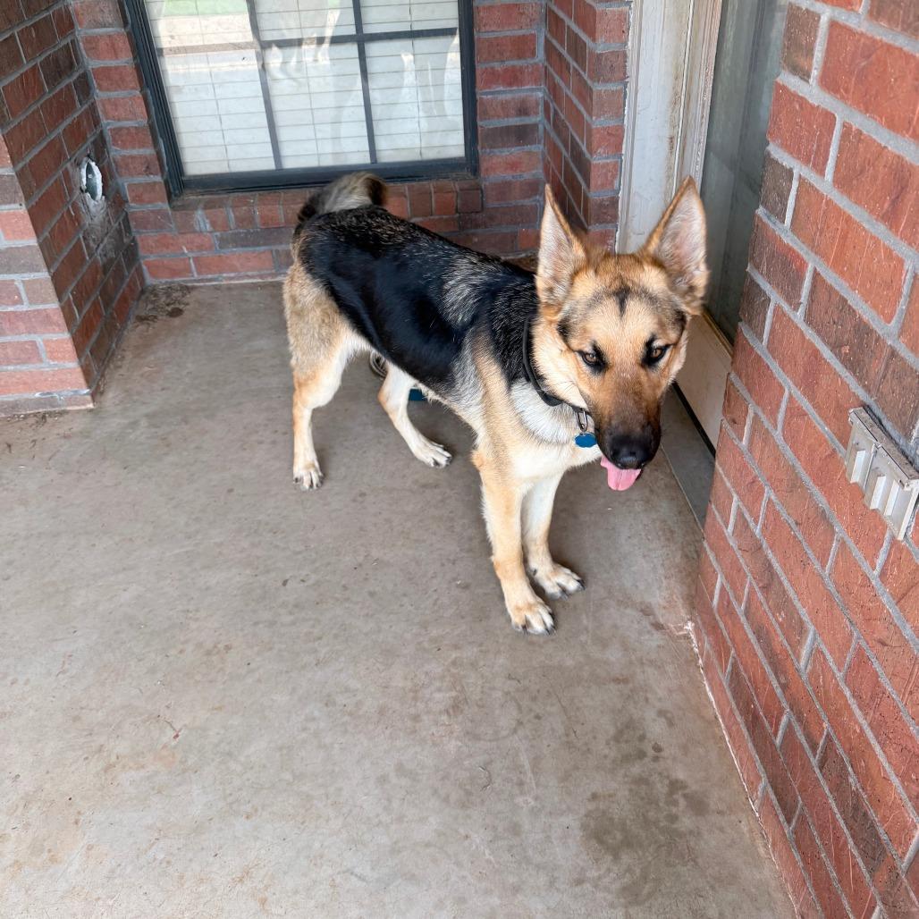 Enlarge Floyd, a Adoptable German Shepherd Dog in Colorado Springs, CO image 4/4