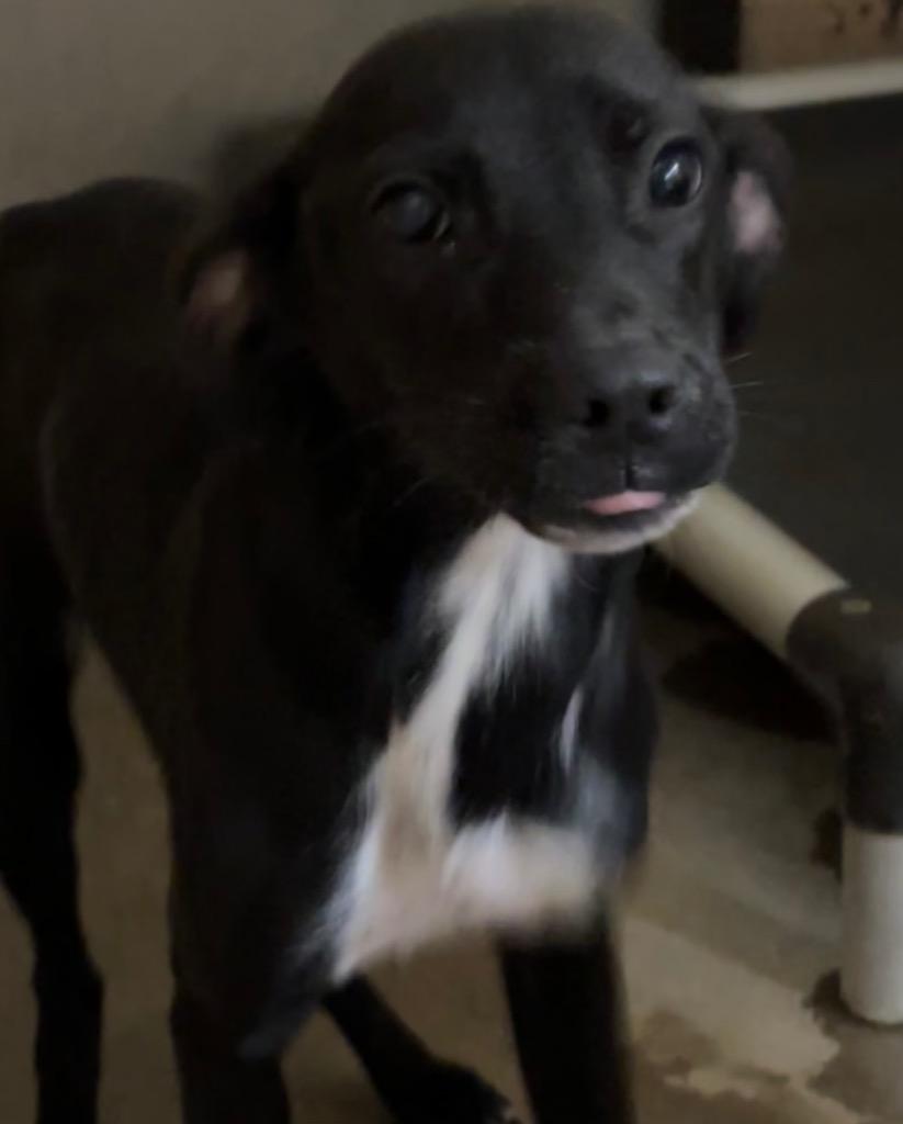 Miss Paige, Adoptable, Young Female Pit Bull Terrier.