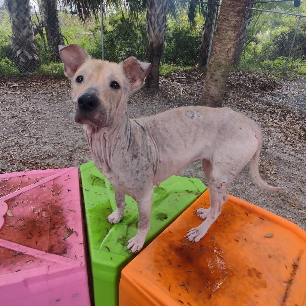 Sphynx, Adoptable, Adult Female Terrier & Mixed Breed.