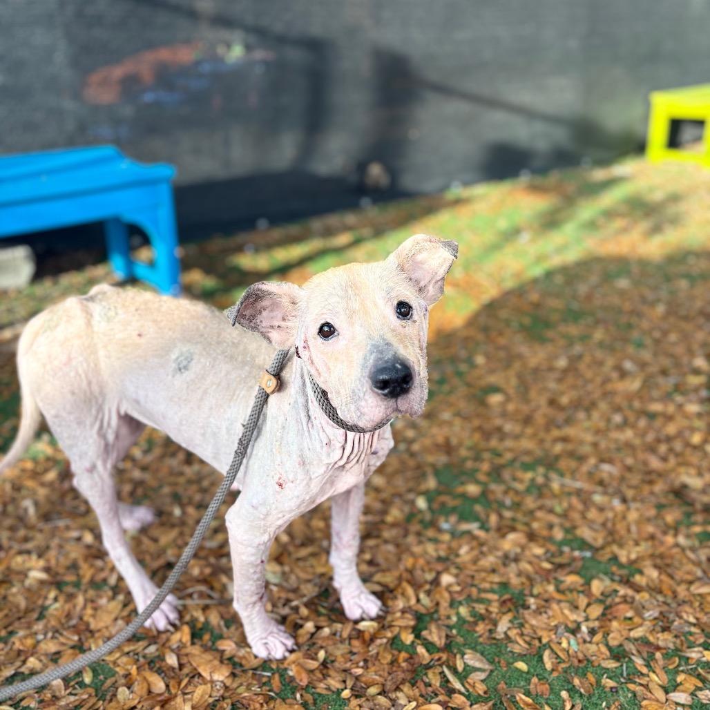 Enlarge Sphynx, a Adoptable mixed breed in Port Richey, FL image 4/6