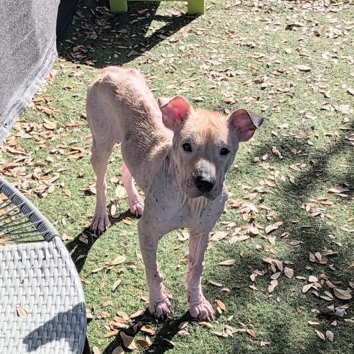 Enlarge Sphynx, a Adoptable mixed breed in Port Richey, FL image 5/6