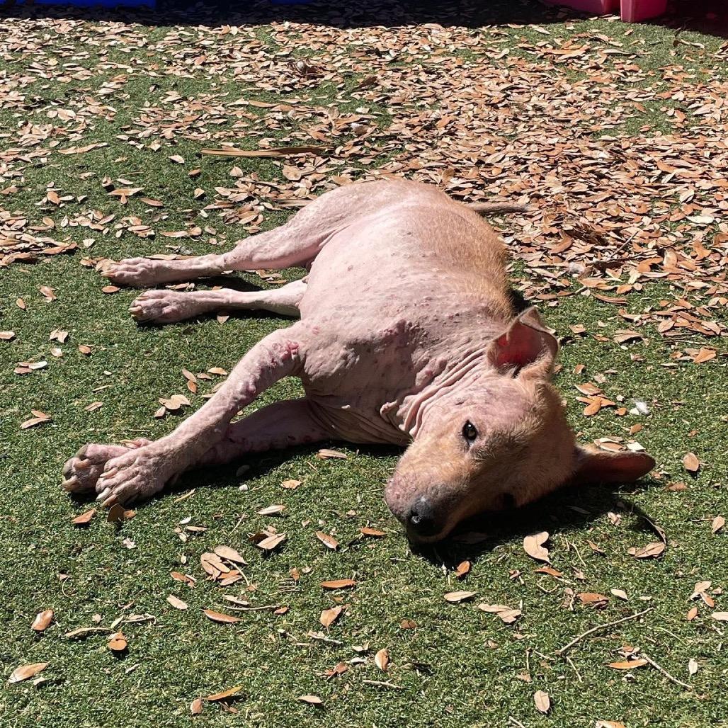 Enlarge Sphynx, a Adoptable mixed breed in Port Richey, FL image 6/6