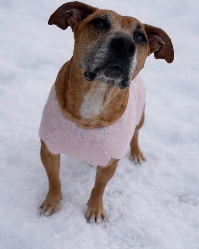 Dolly, ADOPTABLE, Adult Female Basset Hound.