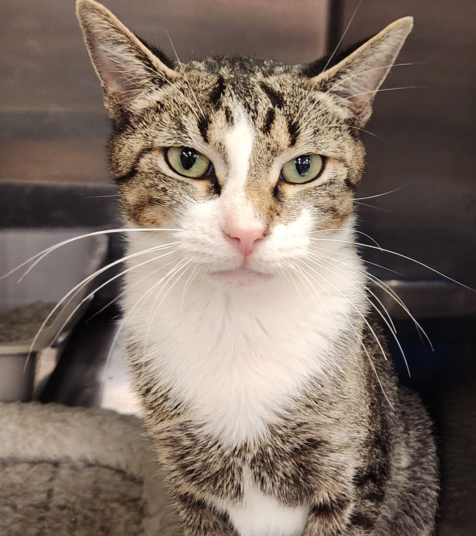 Sidney, a Adoptable Domestic Short Hair in Ocean Pines, MD image 1/2