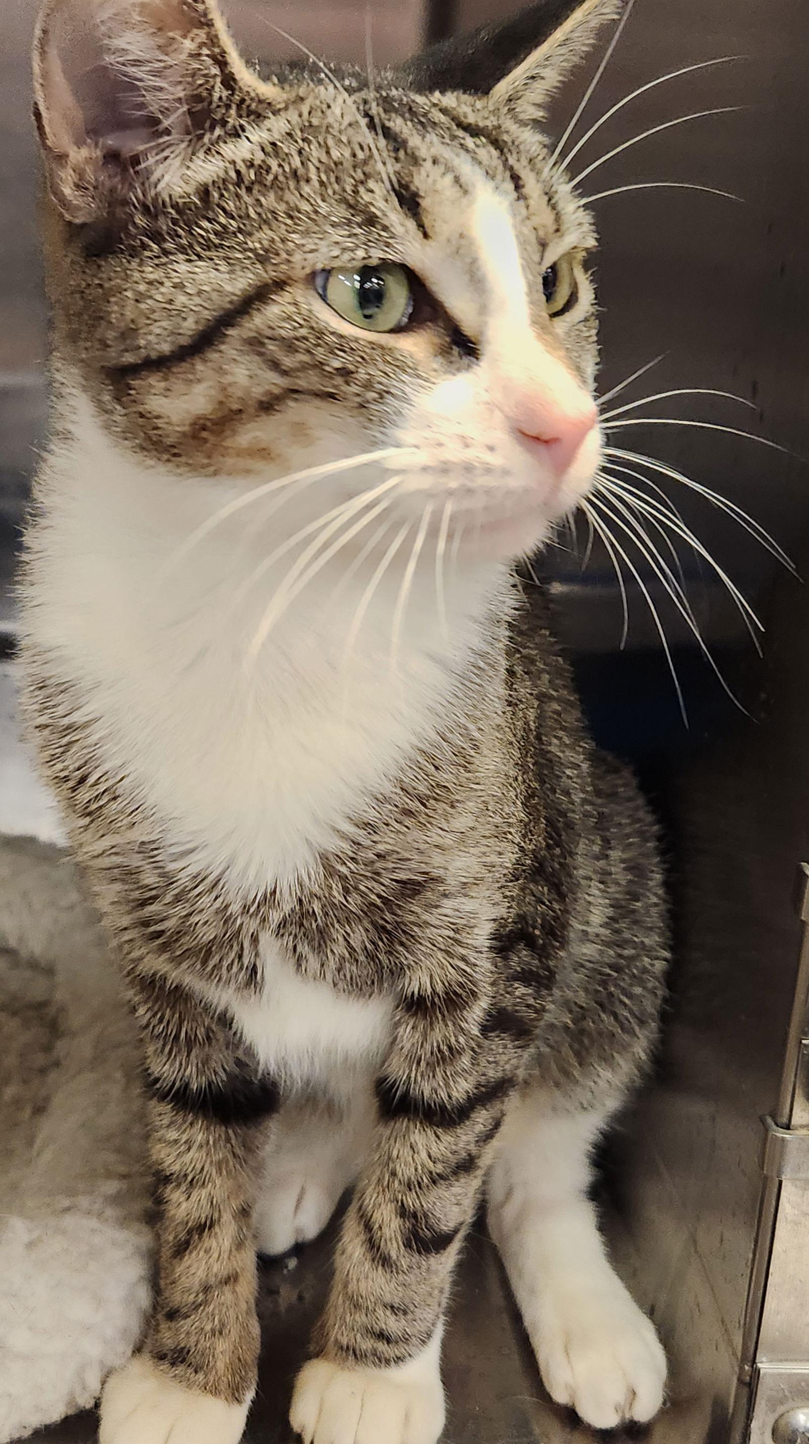 Sidney, a Adoptable Domestic Short Hair in Ocean Pines, MD image 2/2