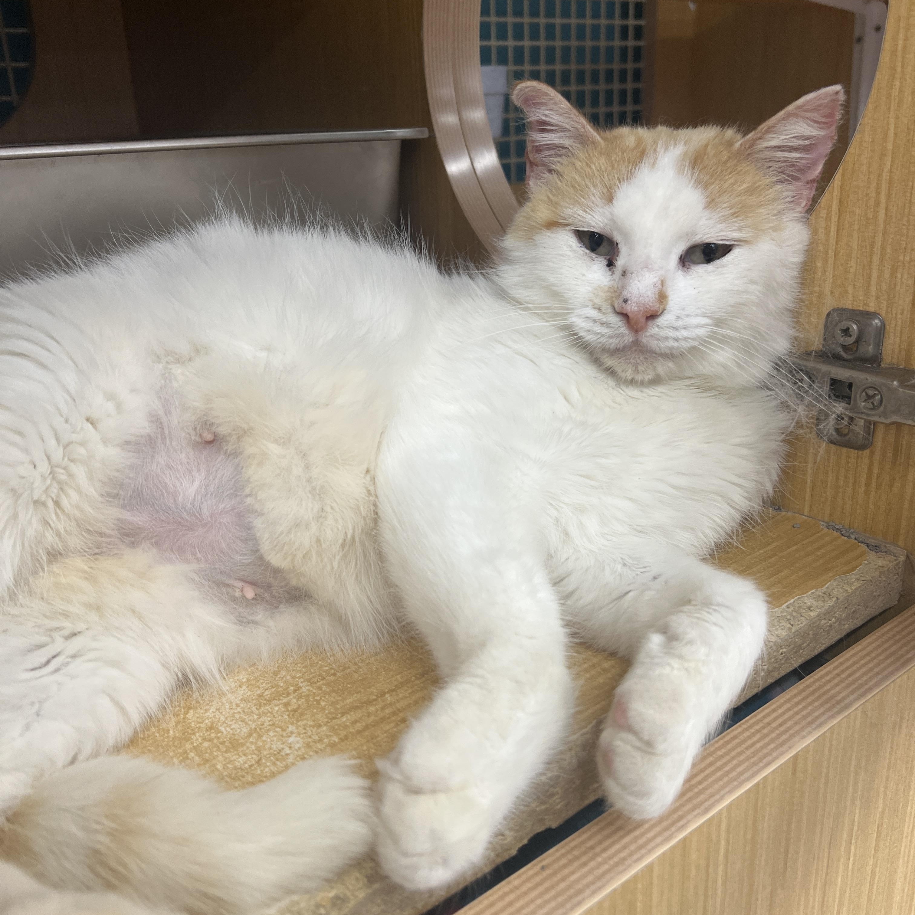 Shelby, ADOPTABLE, Adult Female Domestic Short Hair.