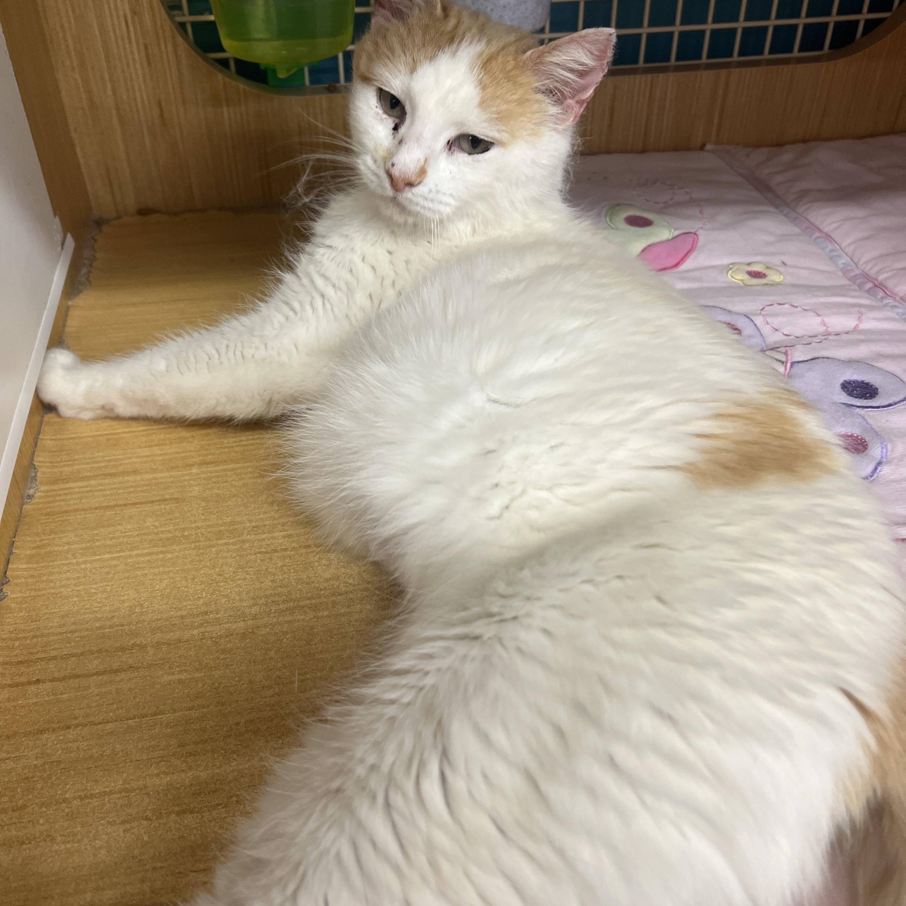 Enlarge Shelby, a ADOPTABLE Domestic Short Hair in Manhattan, KS image 2/2