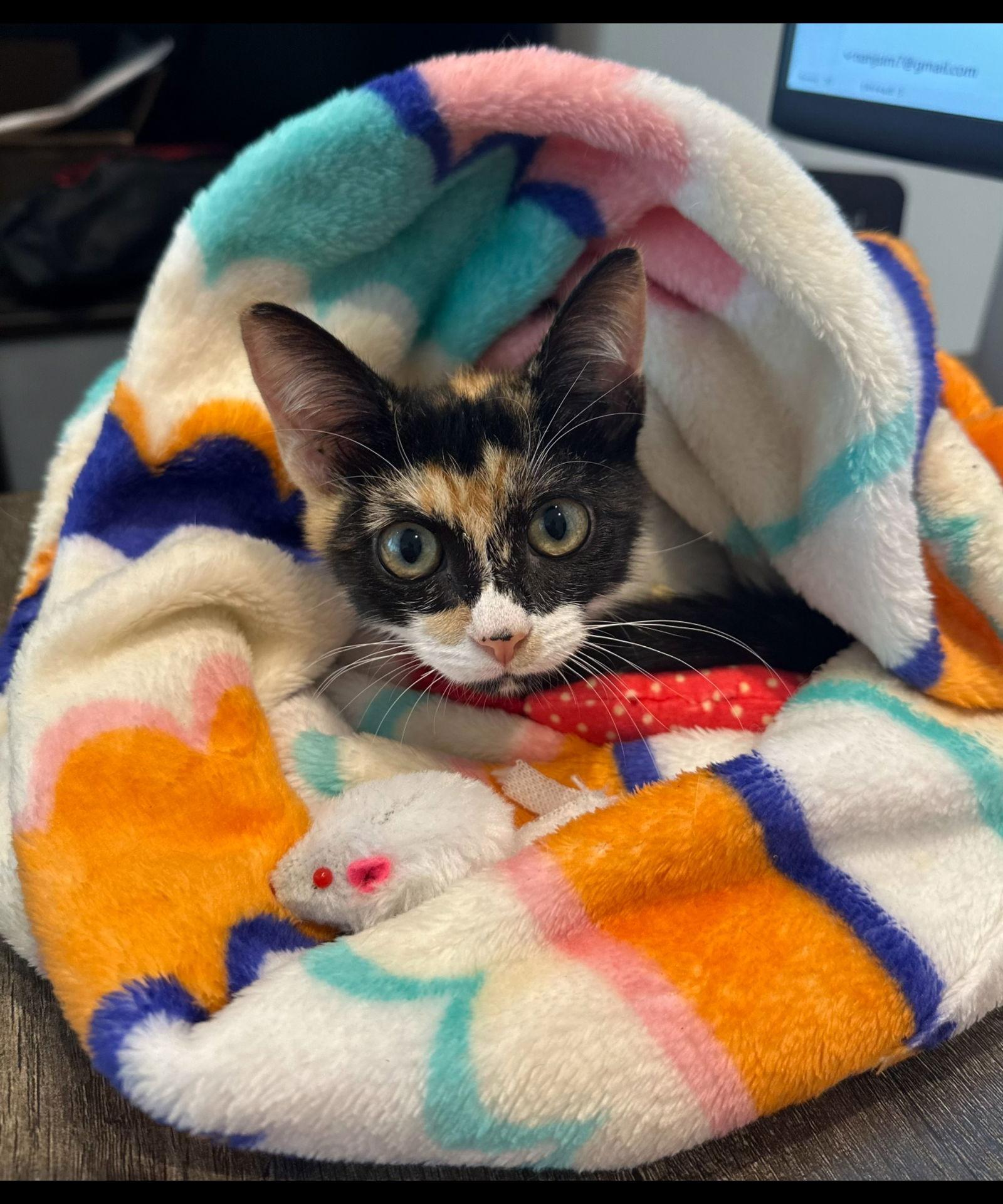 Autumn, a Adoptable Calico in Oakland Park, FL image 1/2