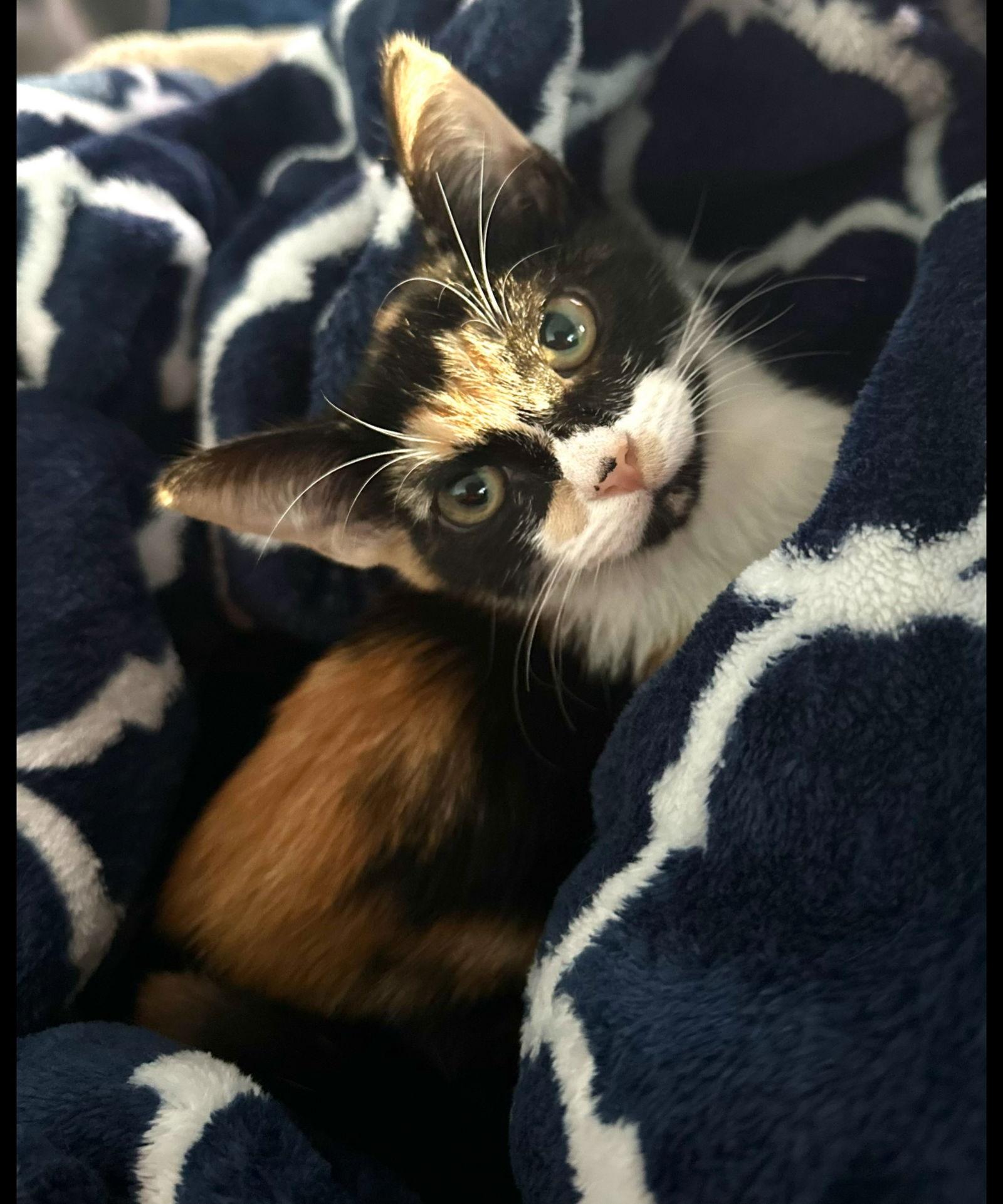 Autumn, a Adoptable Calico in Oakland Park, FL image 2/2