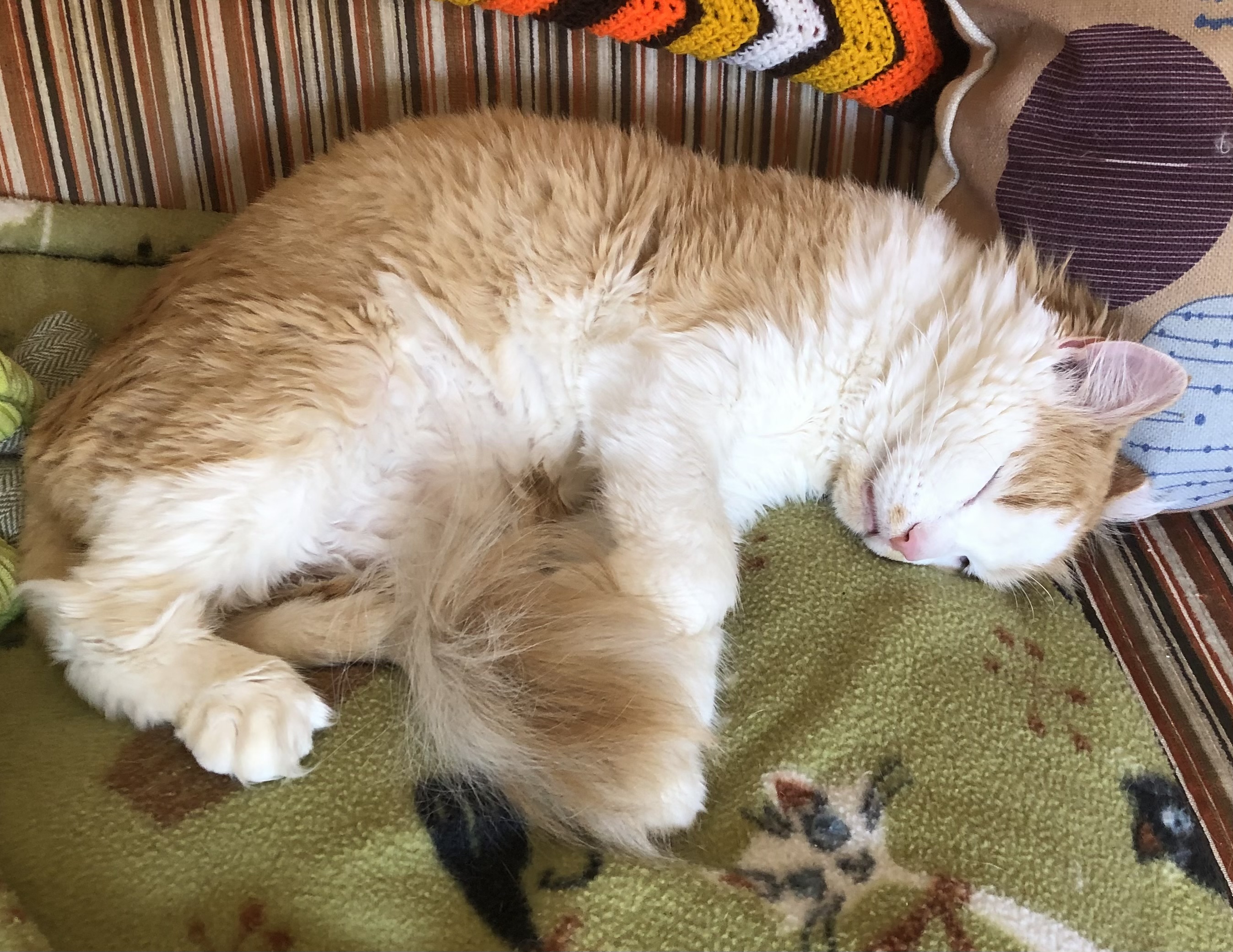 Sunny D (bonded with Sunkist)