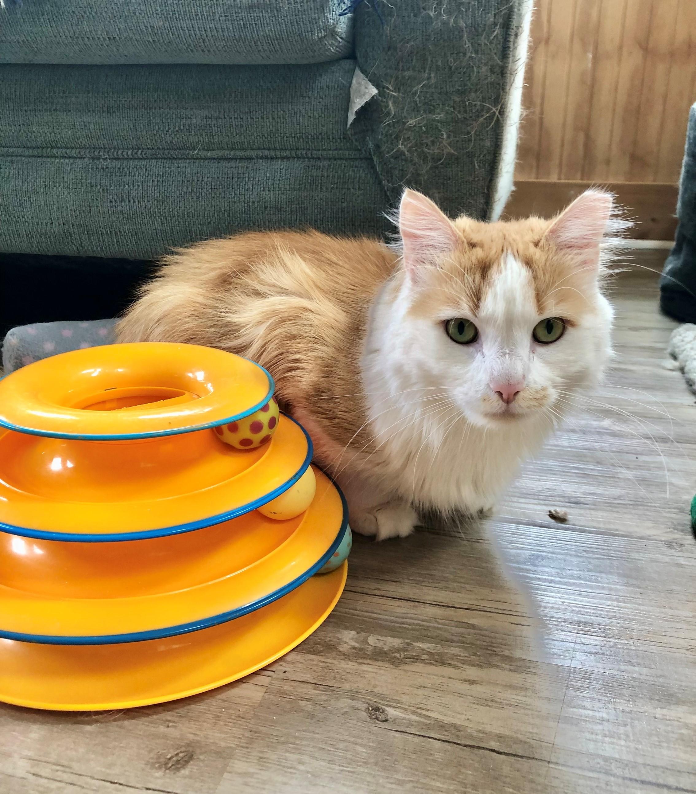 Sunny D (bonded with Sunkist)