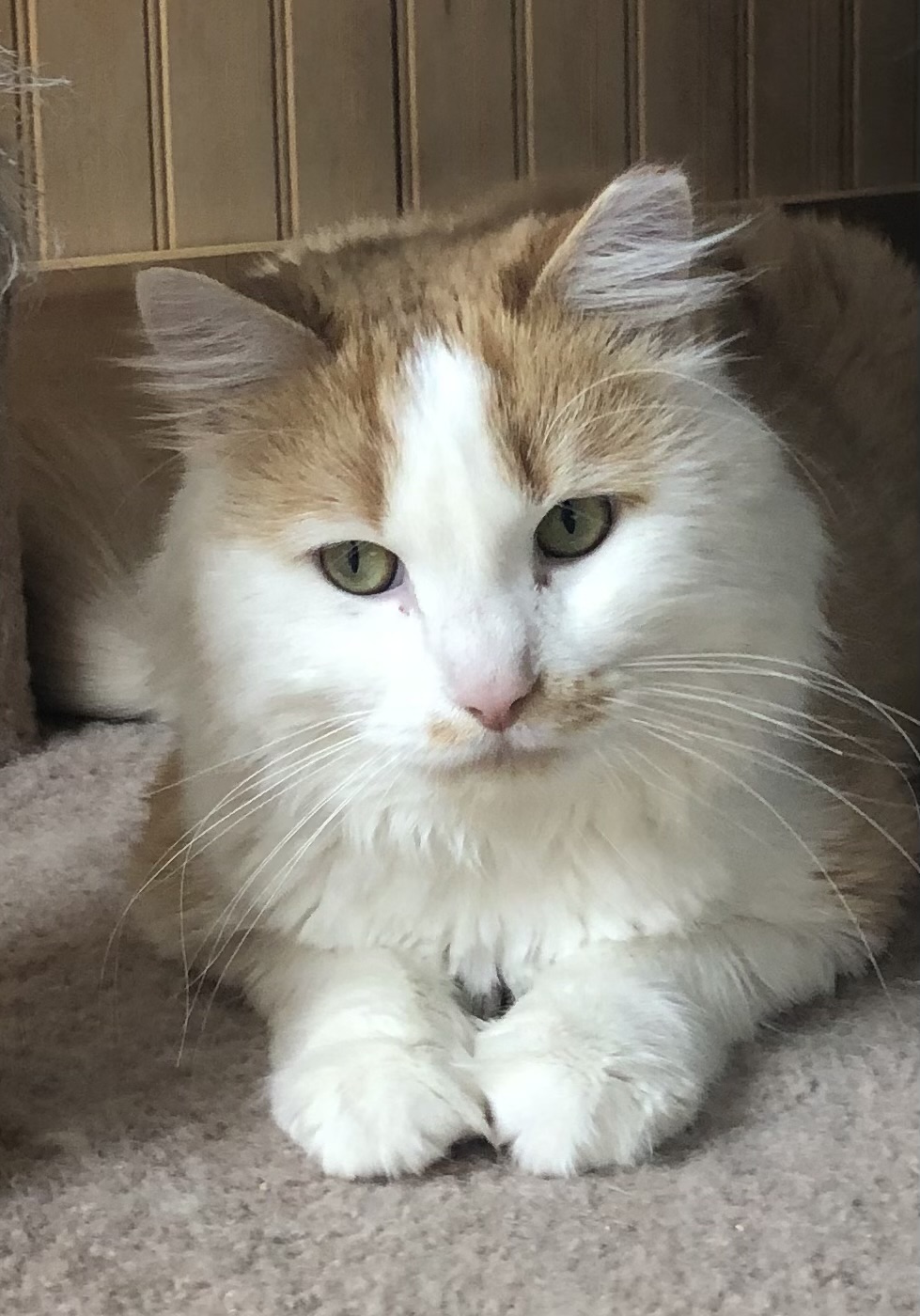 Sunny D (bonded with Sunkist), Adoptable, Adult Male Domestic Long Hair.
