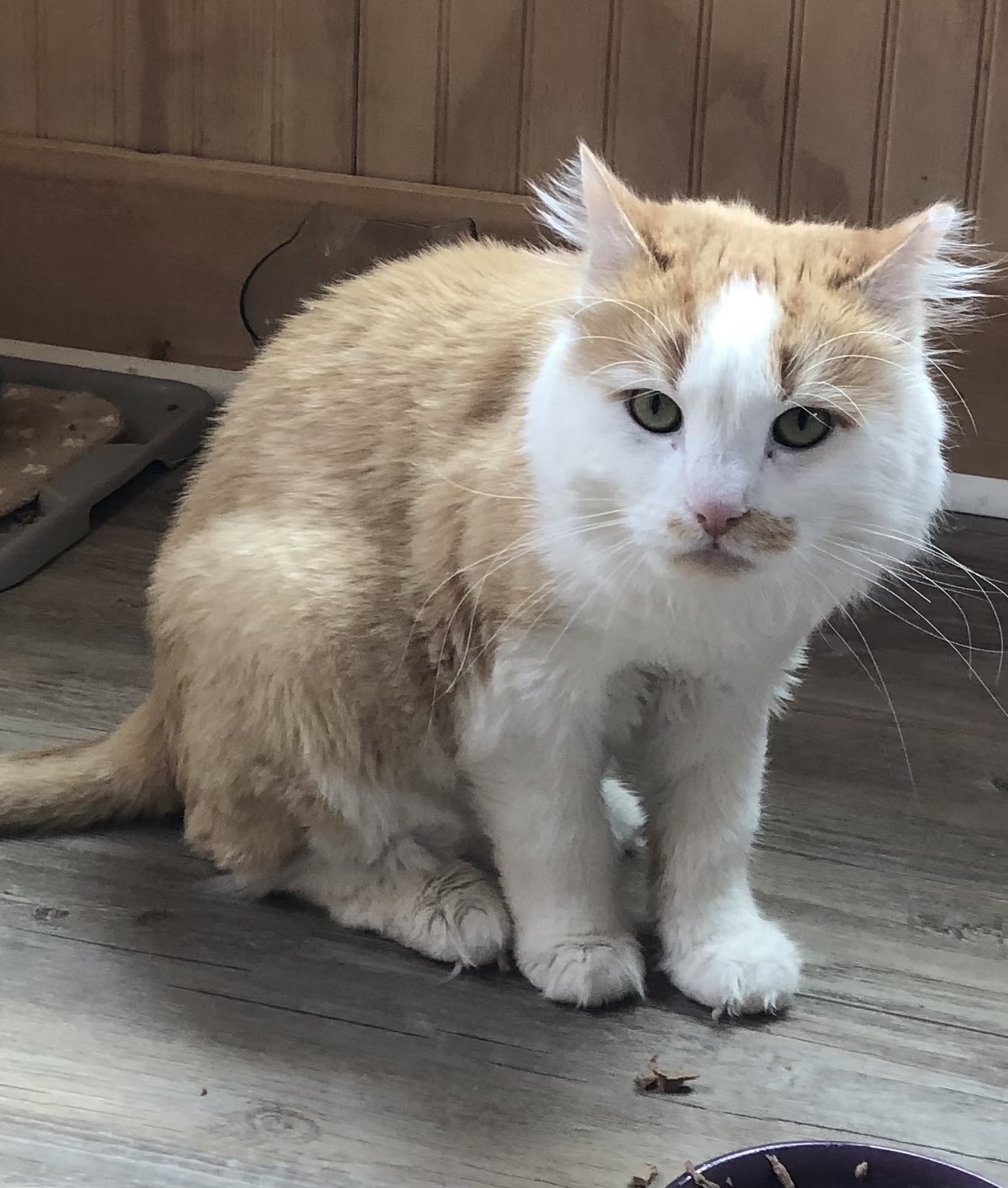 Sunny D (bonded with Sunkist)