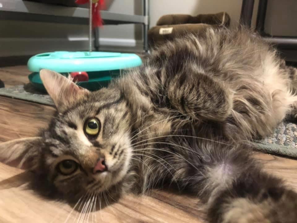 Jolene, Adoptable, Adult Female Domestic Medium Hair & Tabby.
