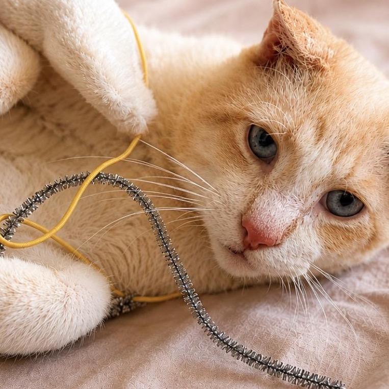 Solly, Adoptable, Adult Male Siamese.
