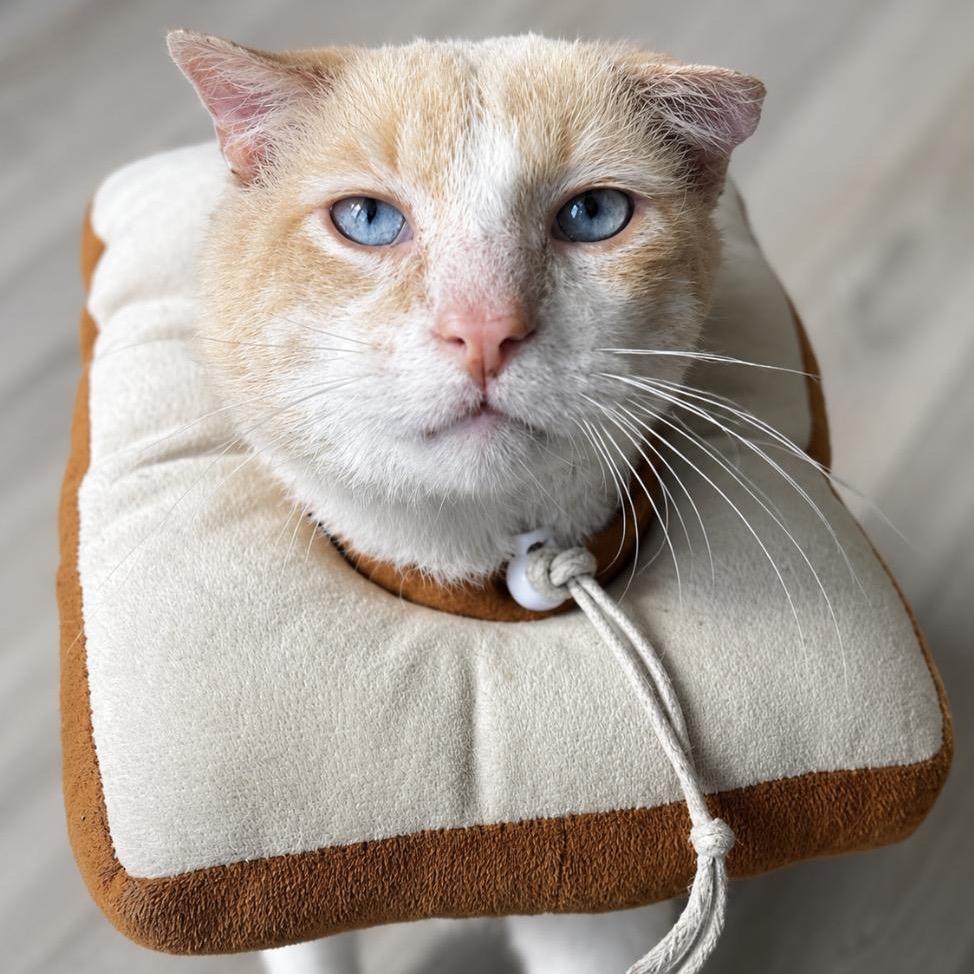 Enlarge Solly, a Adoptable Siamese in Pacific Palisades, CA image 2/4