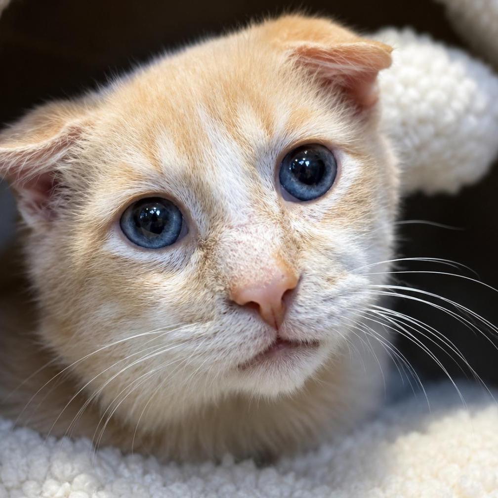 Enlarge Solly, a Adoptable Siamese in Pacific Palisades, CA image 3/4